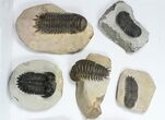 Lot: Assorted Devonian Trilobites - Pieces #84734-1